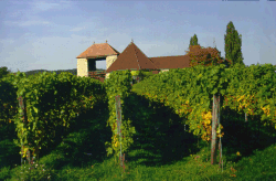 Weintor in Schweigen/SÜW