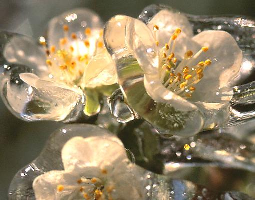Apfelblüte vereist