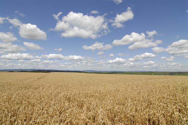 Weizenfeld Sommer