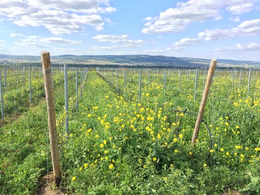 Weinberg Begrünung Öko