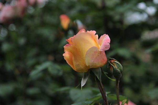 Rose, orange Rose, orange