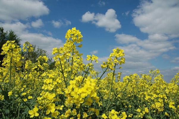 Raps Blüte