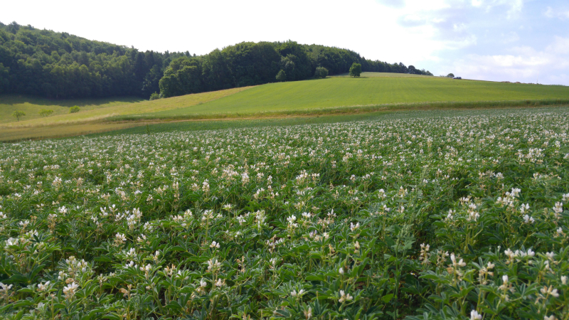 Landschaft Öko