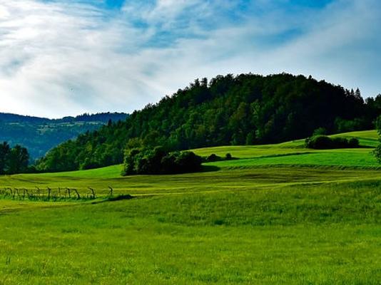 Grünland Hintergrund Wald