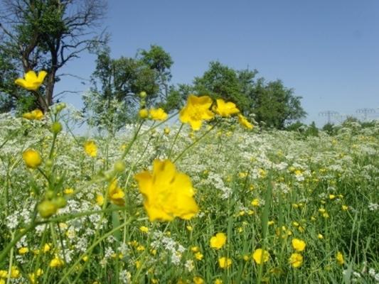 Wiese Butterblume Wiesenkerbel