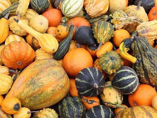 Bauernmarkt Kürbis