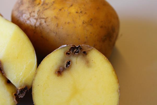 Schädling Drahtwurm