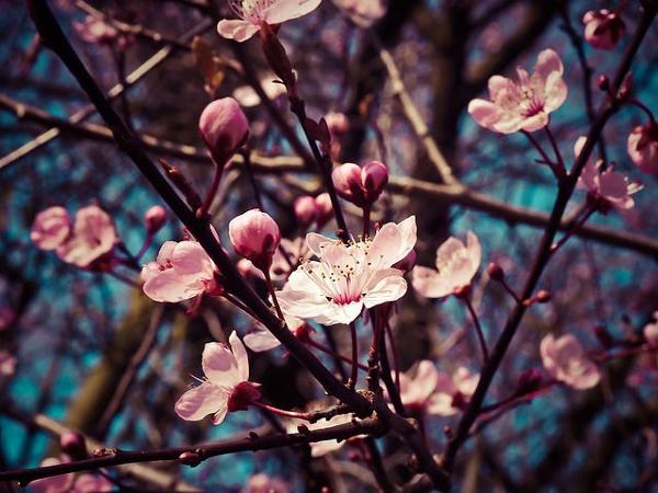 Mandelblüte Frühjahr