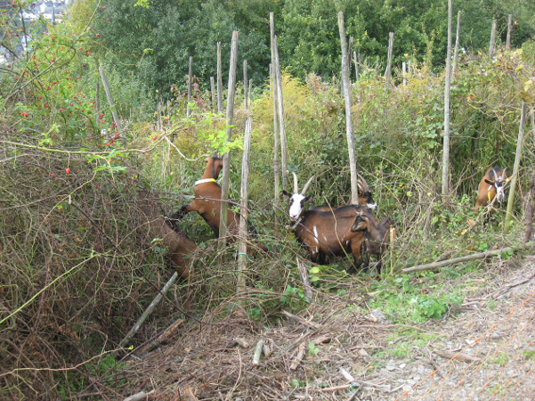Ziegen zur Offenhaltung von Weinbergsbrachen in der Steillage
