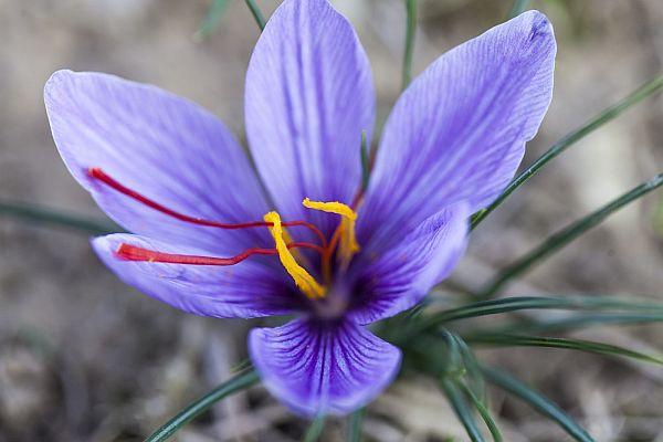Safranblüte Safranblüte