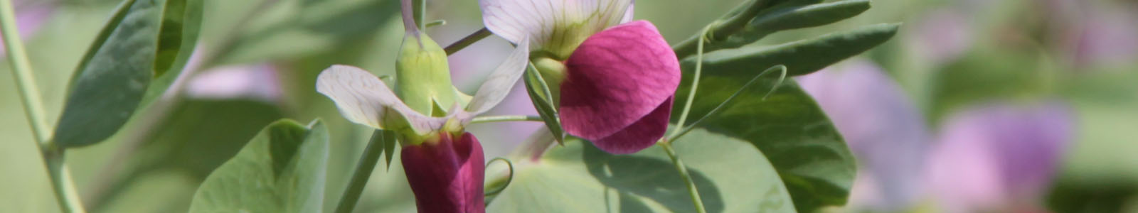 Erbsenblüte Großaufnahme ©K.Cypzirsch